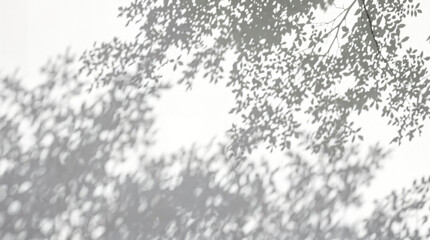 Fototapeta premium Natural tree leaf shadow on white wall, soft sunlight foliage overlay, aesthetic botanical background for product mockup