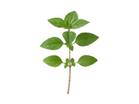 Fresh green basil sprig isolated on a clean transparent background