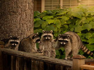 Raccoon waves to the camera © Beatrix