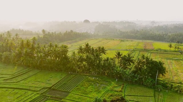 Aerial drone video of green rice fields covered in morning mist in Tabanan Bali Indonesia. Shows farmland patterns, coconut trees, and soft golden sunlight at sunrise