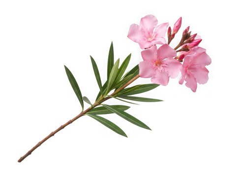 Blooming pink oleander branch isolated on a professional transparent base