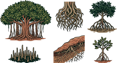Mangrove tree and unique root system vector illustration set featuring detailed banyan stilt roots, pneumatophores, and underground soil cross sections © Al