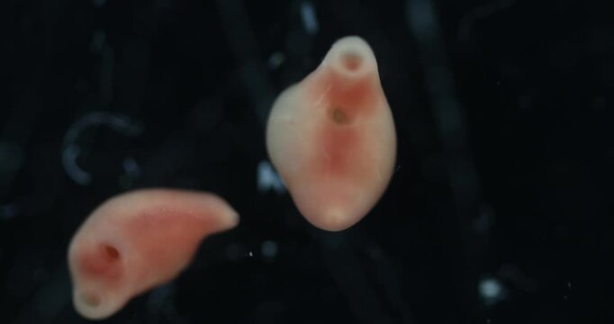 Freshwater Trematode Parasites: Clinostomum, Postorchigenes and Thapariella spp. for education in Lab.