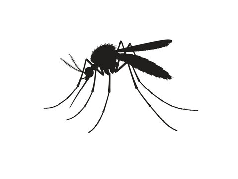 Silhouette Mosquito Close-Up Insect Dangerous Pest Vector Illustration.