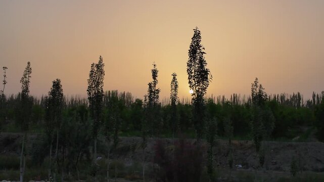 Sunset through poplar trees along a road in Xinjiang