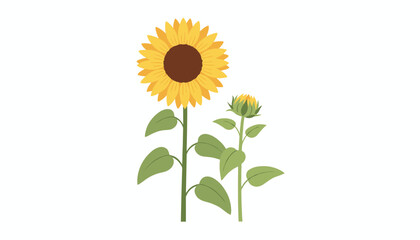 Fototapeta premium Beautiful blooming sunflower paired with a fresh green flower bud showcasing garden growth and nature beauty.