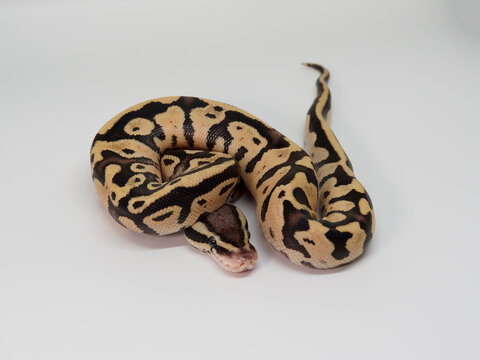 Ball Python breeding it Thailand's farm