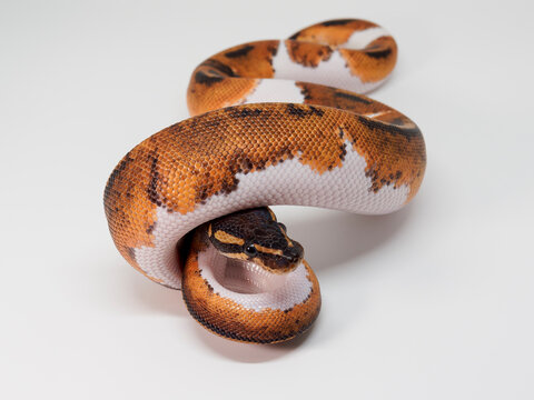 Ball Python breeding it Thailand's farm