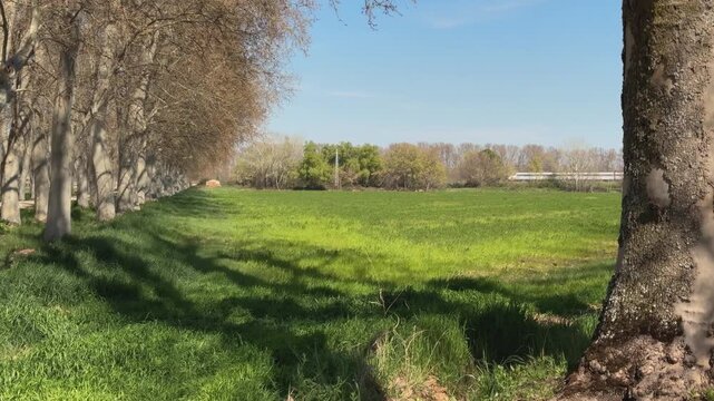 Static view in Aranjuez showing a row of leafless plane trees, a large tree trunk and green cultivated land as a white commuter train suddenly passes through the distant background.