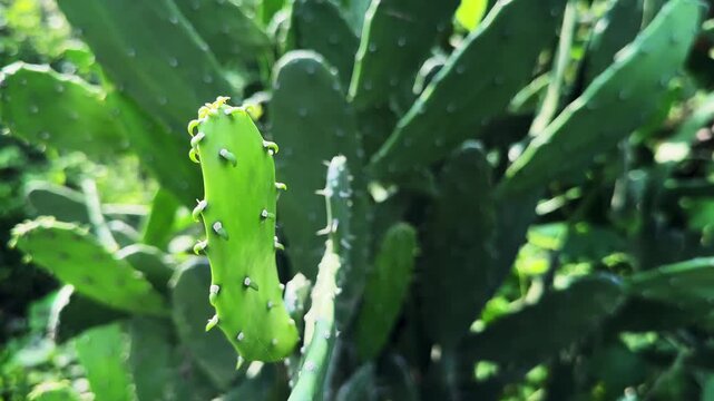 Close up of a tender young nopal pad emerging from a prickly pear cactus in bright natural sunlight