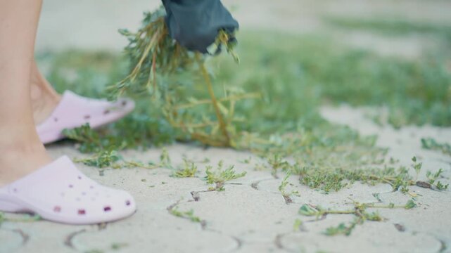 A nostalgic horizontal video shot, showing a woman with protective gloves pulling thick green weeds and unwanted grass growing over a paved walkway on a sunny evening.