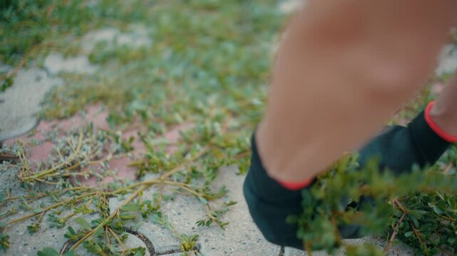 A nostalgic horizontal video shot, showing a woman with protective gloves pulling thick green weeds and unwanted grass growing over a paved walkway on a sunny evening.