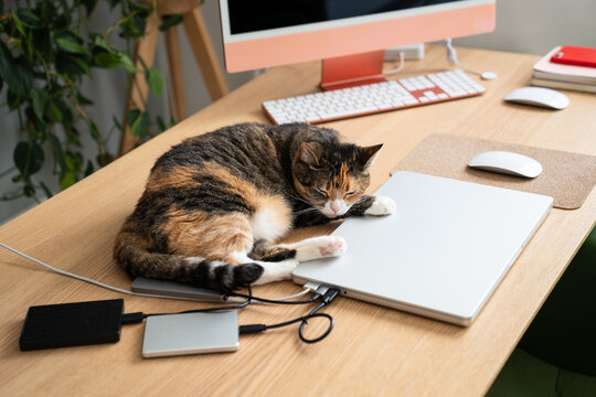 Peaceful lazy domestic cat interrupting owners work and sleeping at home office desk beside laptop, tranquil kitty enjoying relaxation and naps at table lying head on computer, pet behavior and habits