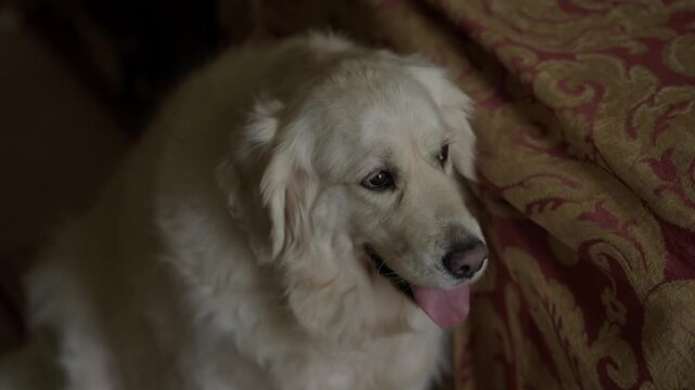 White golden retriever with tongue out resting beside red damask cushion indoors