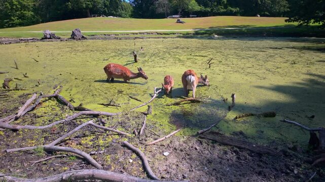 Deer by a pond in Marselisborg Deer Park, a beautiful nature preserve and wildlife sanctuary located in the Thors Skov woods south of Aarhus. Steady shot.