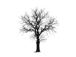 Fototapeta premium Bare winter tree with intricate branches isolated on transparent background