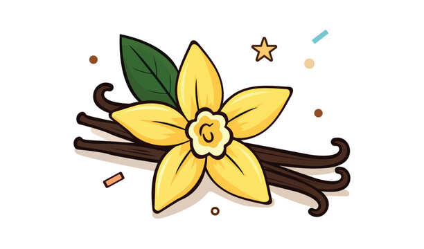 Vanilla flower with vanilla beans, vector illustration tropical orchid plant, aromatic spice for baking, dessert ingredient vector