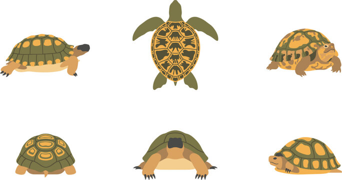 Turtles and tortoises flat vector element set with sea turtle, land tortoise, diverse shell patterns, and crawling poses for wildlife nature designs