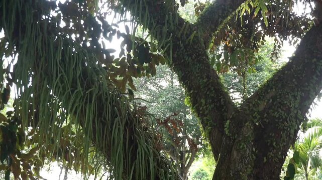 Lush green epiphytic plant with long leaves hanging down naturally on a large tree trunk.	