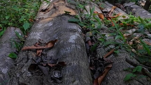 A large pile of wood overgrown with grass