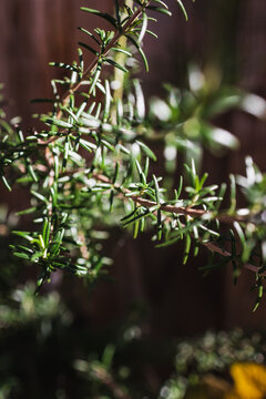 close up of rosemary plant shining in strong sunlight in outdoor herb garden