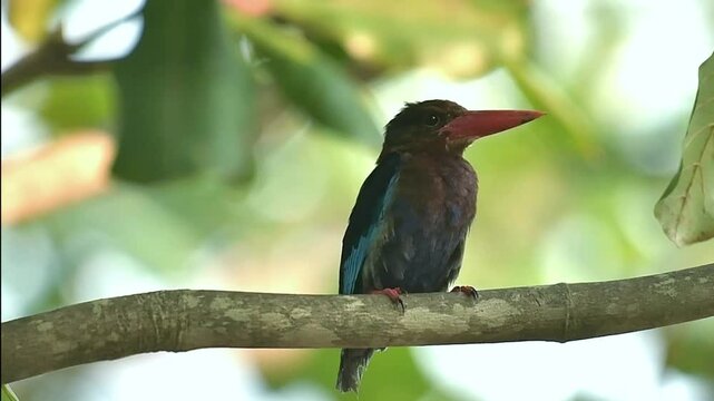 Javan kingfisher perched on a tree branch