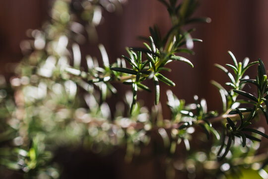 close up of rosemary plant shining in strong sunlight in outdoor herb garden