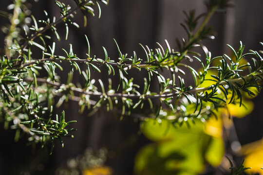 close up of rosemary plant shining in strong sunlight in outdoor herb garden