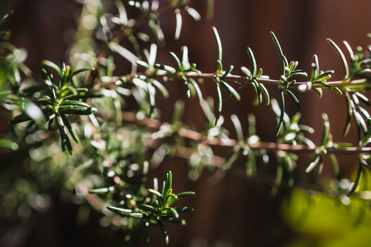close up of rosemary plant shining in strong sunlight in outdoor herb garden