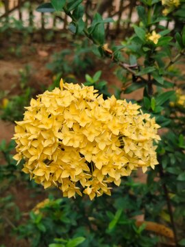 close-up photograph of a large, spherical cluster of vibrant yellow Ixora Coccinea flowers (Jungle Geranium), surrounded by their glossy green leaves. The small, four-petaled flowers form a dense, nat