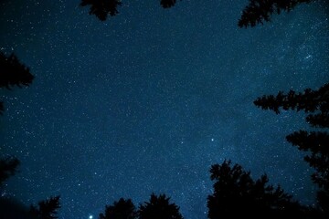 Low-angle view of a starry night sky framed by dark pine tree silhouettes. Deep blue astrophotography background filled with bright stars. Ideal for camping, wilderness, astronomy, & nature themes. © MohdFauzi