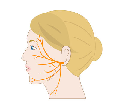 Simple Profile Illustration of a White Woman's Face and the Facial Nerve Pathway