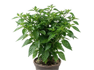 Naklejka premium Small chili pepper plant in a pot isolated on a transparent background