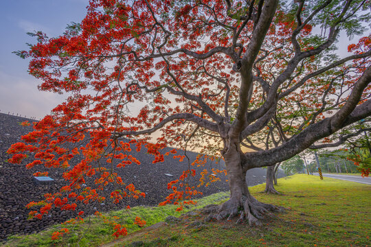 Large royal poinciana tree in full bloom beside a traditional stone roof in Taiwan