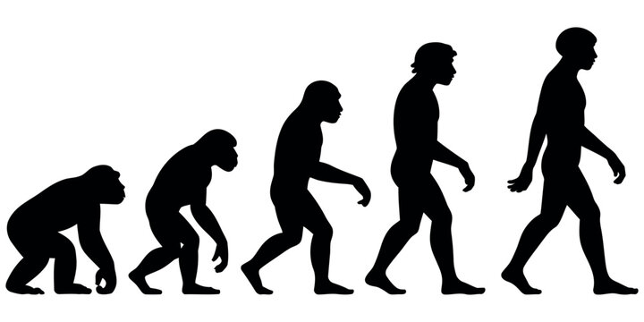 Human evolution silhouette vector showing the progression from ape to modern standing man.