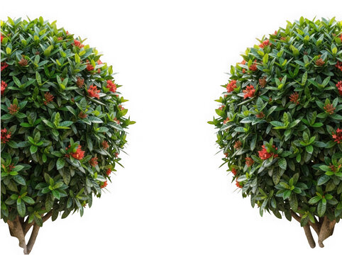 Two round shaped ixora bushes isolated on transparent background cutout