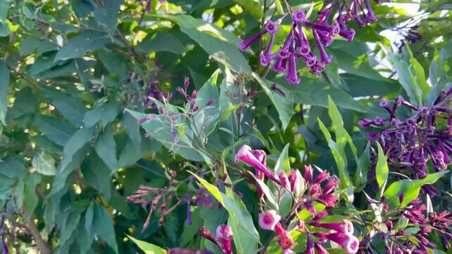 Cestrum elegans purple flowers blooming on a shrub in a garden, real-time video footage