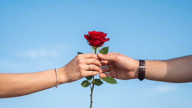 Hands holding a red rose against a clear blue sky representing love and romance
