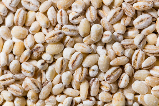 Organic Dry White Barley Seed