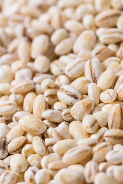 Organic Dry White Barley Seed