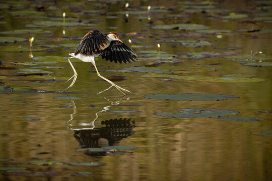 A comb-crested jacana comes in for a landing after a short burst of running and flapping flight across a lily pad covered pond in an effort to catch prey on the Gold Coast in Queensland, Australia.