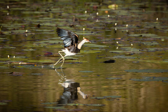 A comb-crested jacana running and flapping its wings as it moves rapidly across lily pads and snow flake lilies and a reflection in the calm water of a pond on the Gold Coast in Queensland, Australia.