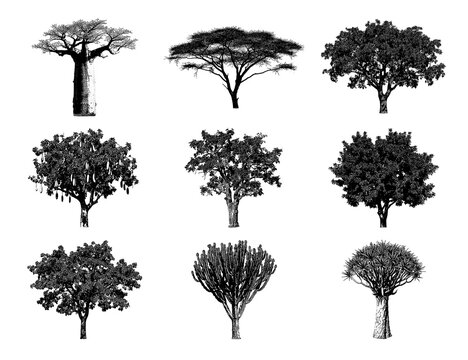 collection of nine png detailed black and white illustrations of various exotic African trees, including baobab and acacia, isolated on a white background.