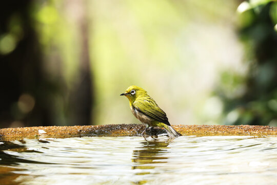 Amidst the fresh greenery, a Japanese white-eye is bathing in a stone water basin.