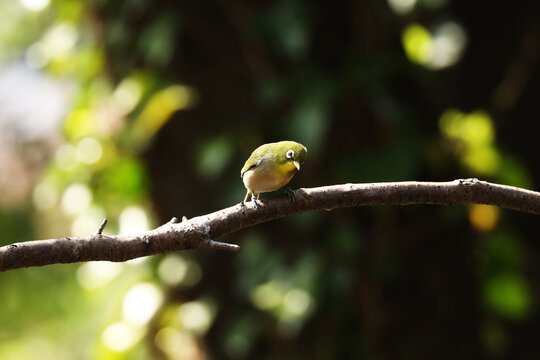 A Japanese white-eye perched on a tree branch