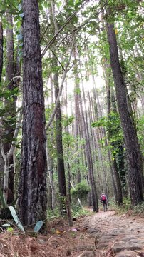 Slow motion vertical video of a distant male hiker with a red backpack walking away on a trail through a beautiful tall pine forest. Exploring nature and outdoor adventure travel concept.