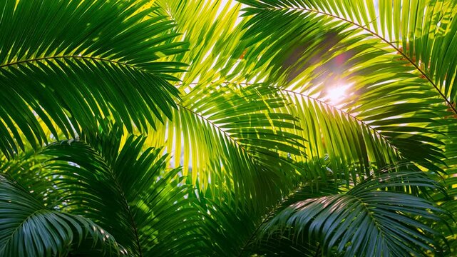 Tropical palm leaf foliage with green sunlight shining through vibrant nature scene summer exotic outdoor botanical garden jungle