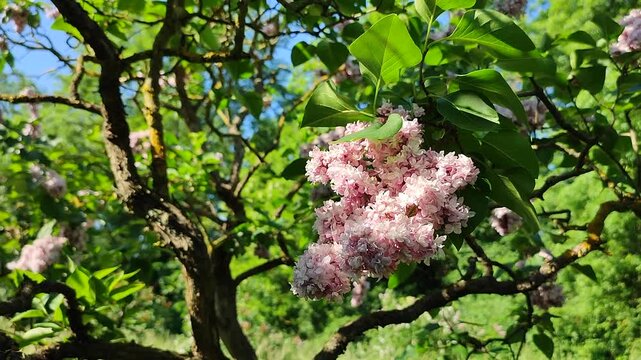 Inflorescence of pink flower lilac with green leaves illuminated by the sun on a bush tree branch on a sunny spring day. Bright blooming flowers. Plants vegetation. Natural background Nature backdrop