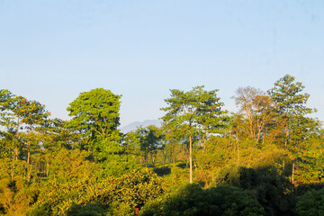 Fototapeta premium Sunlight filters through tall green trees. Lush foliage sways gently in soft breeze. Blue sky stretches above distant hills. Peaceful forest scene invites calm reflection. Ideal for nature, travel