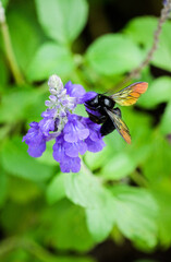 Close-up footage of an orange-yellow winged black bee collecting nectar on blue sage © Yf